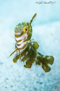 Juvenile Razorfish by Leslie Howell 